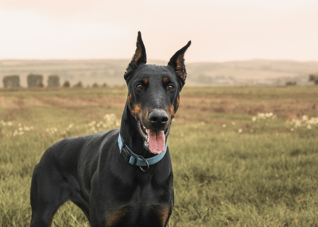 #5. Doberman pinscher
